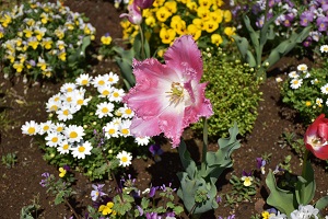 花