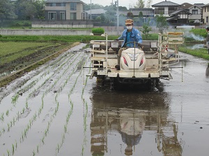 田植え
