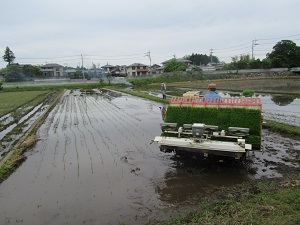 田植え 田植え