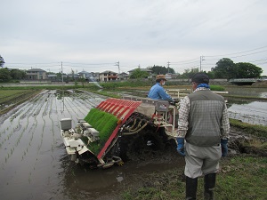 田植え