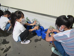 水やり