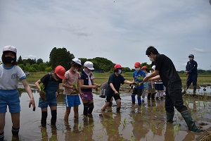 田植え