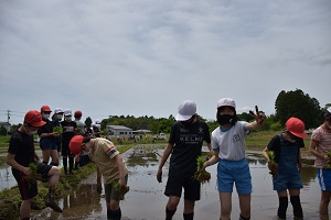 田植え 田植え
