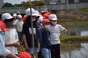 田植え 田植え