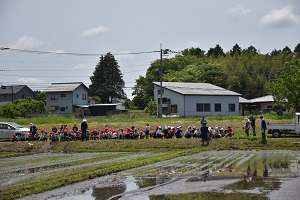 田植え 田植え