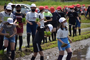 田植え
