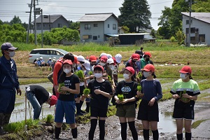 田植え 田植え