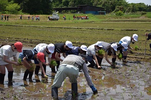 田植え