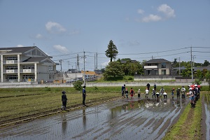 田植え 田植え