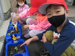 朝顔