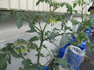 野菜
