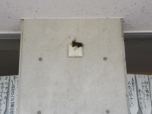 ツバメ
