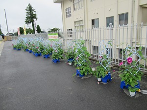 あさがお