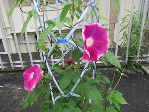 あさがお