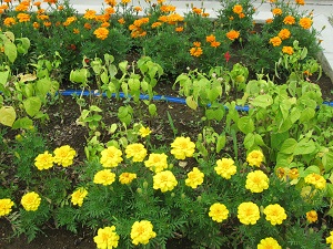 花