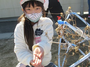 あさがお