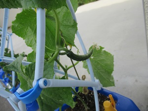 野菜