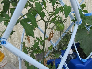 野菜 野菜