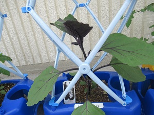 野菜