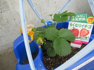 野菜 野菜