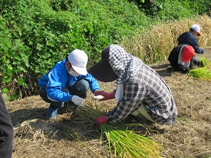 稲刈り
