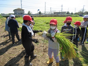 稲刈り