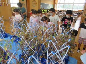あさがお