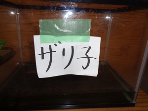 ざりこ2