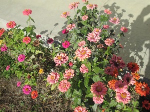 IMG_4383 IMG_4383