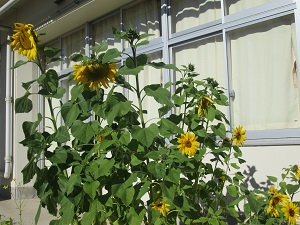 IMG_4385 IMG_4385