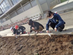 球根植え3 球根植え3