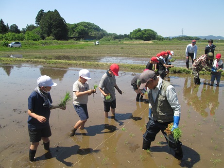 田植え2