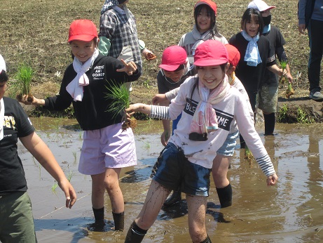 田植え3