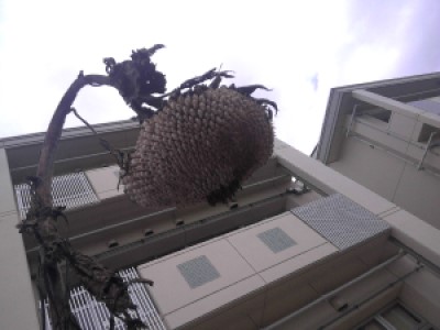 ひまわり ひまわり