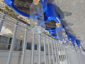 朝顔4 朝顔4