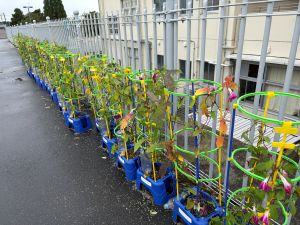 あさがお1