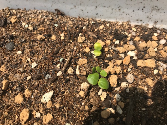 image1 image1