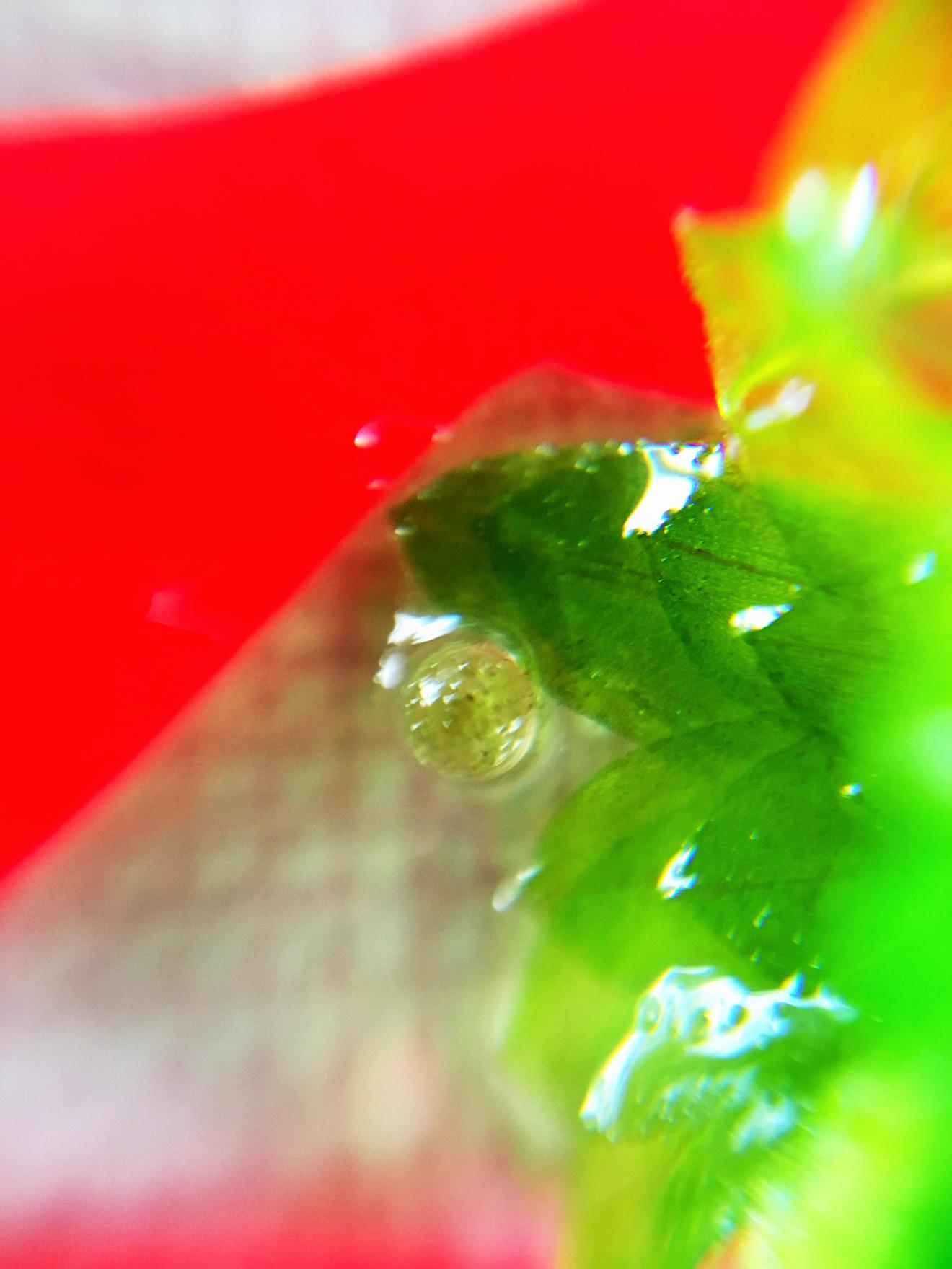 メダカ卵 メダカ卵