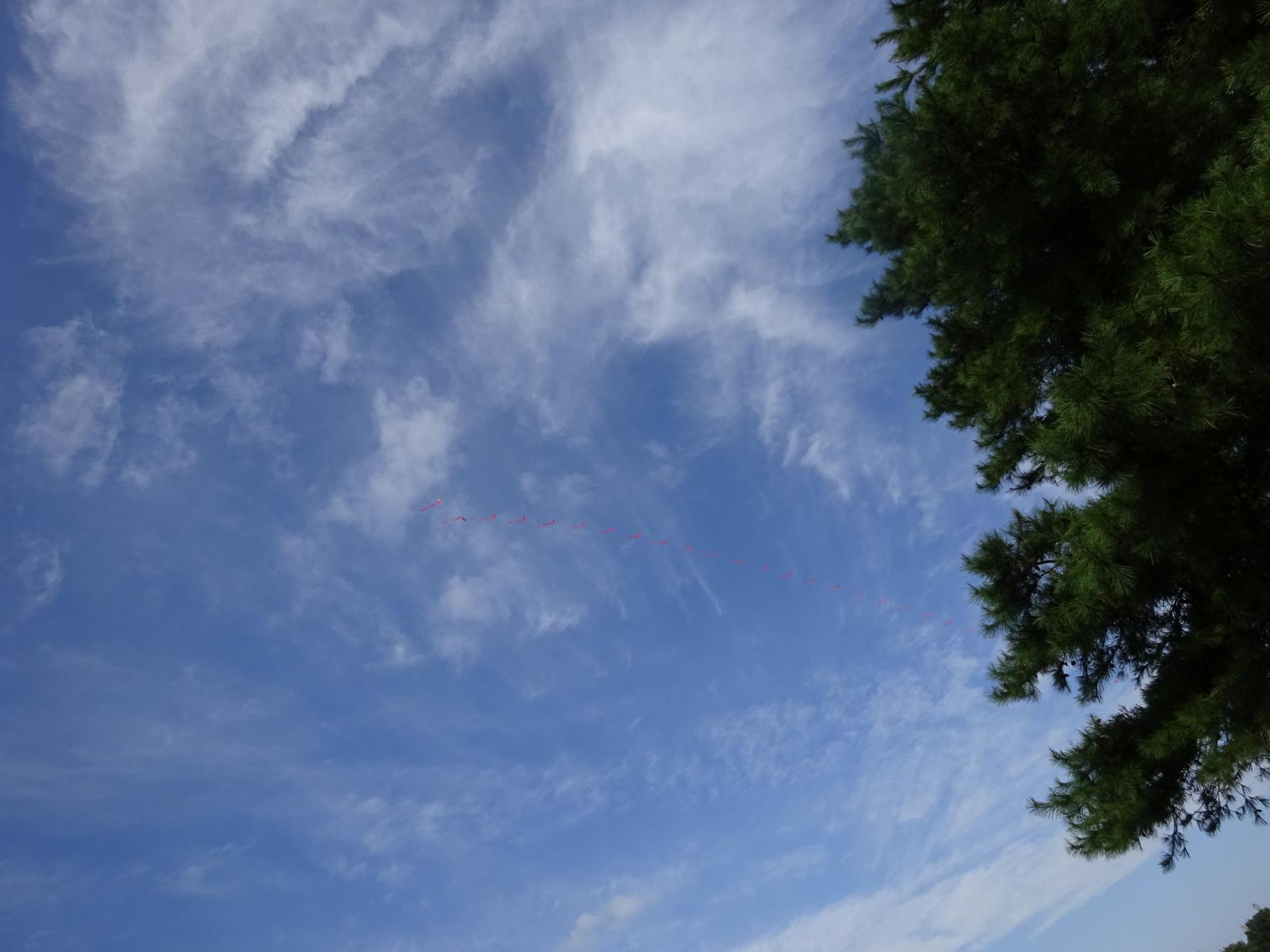 DSC01550 DSC01550
