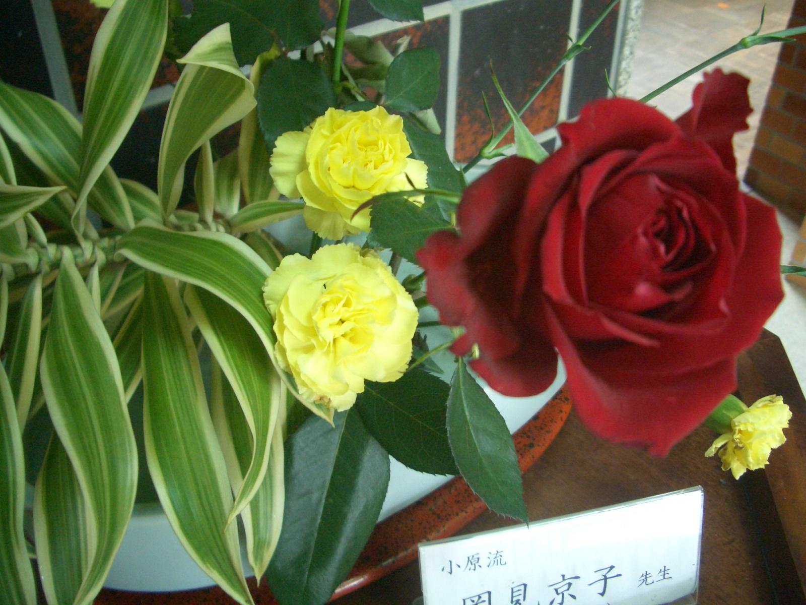 CIMG8795 CIMG8795