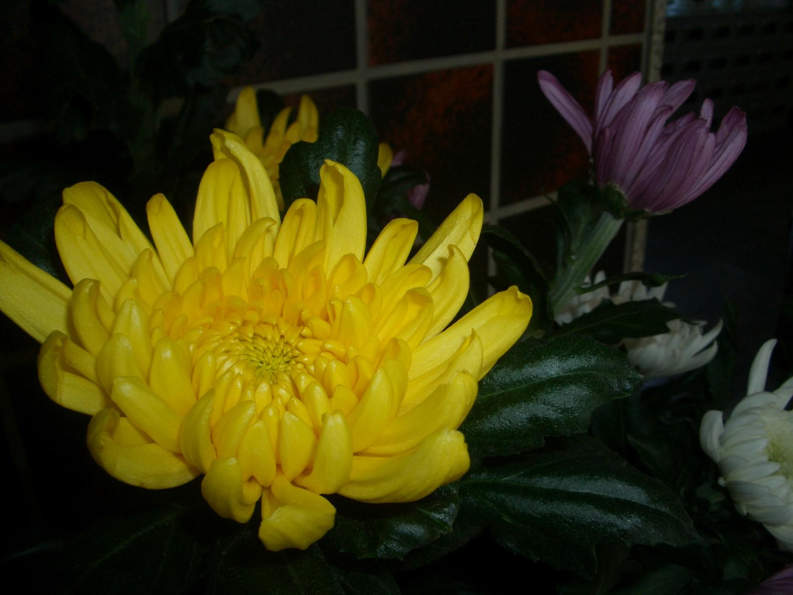 CIMG0157 CIMG0157