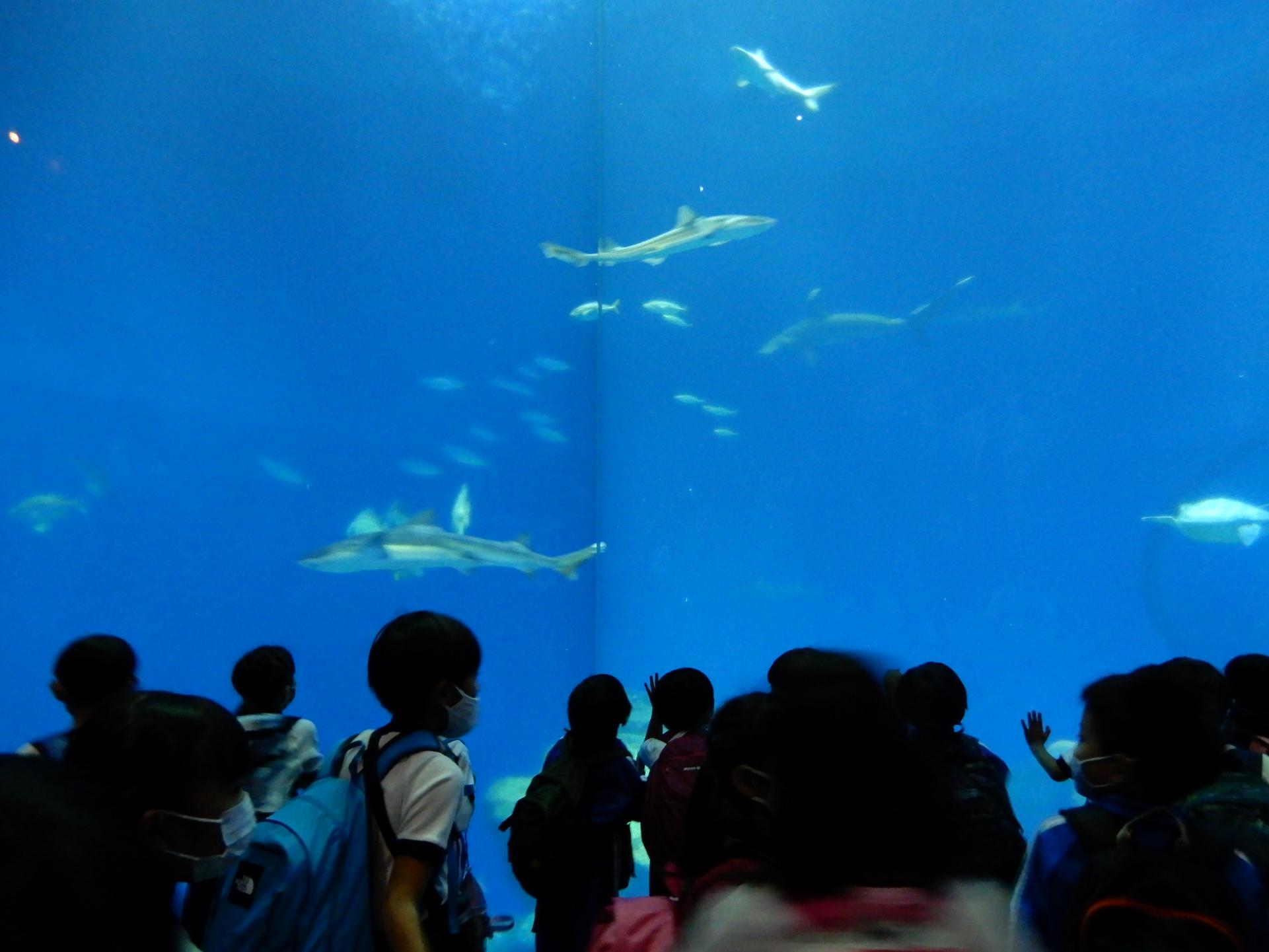 DSCN1374 DSCN1374
