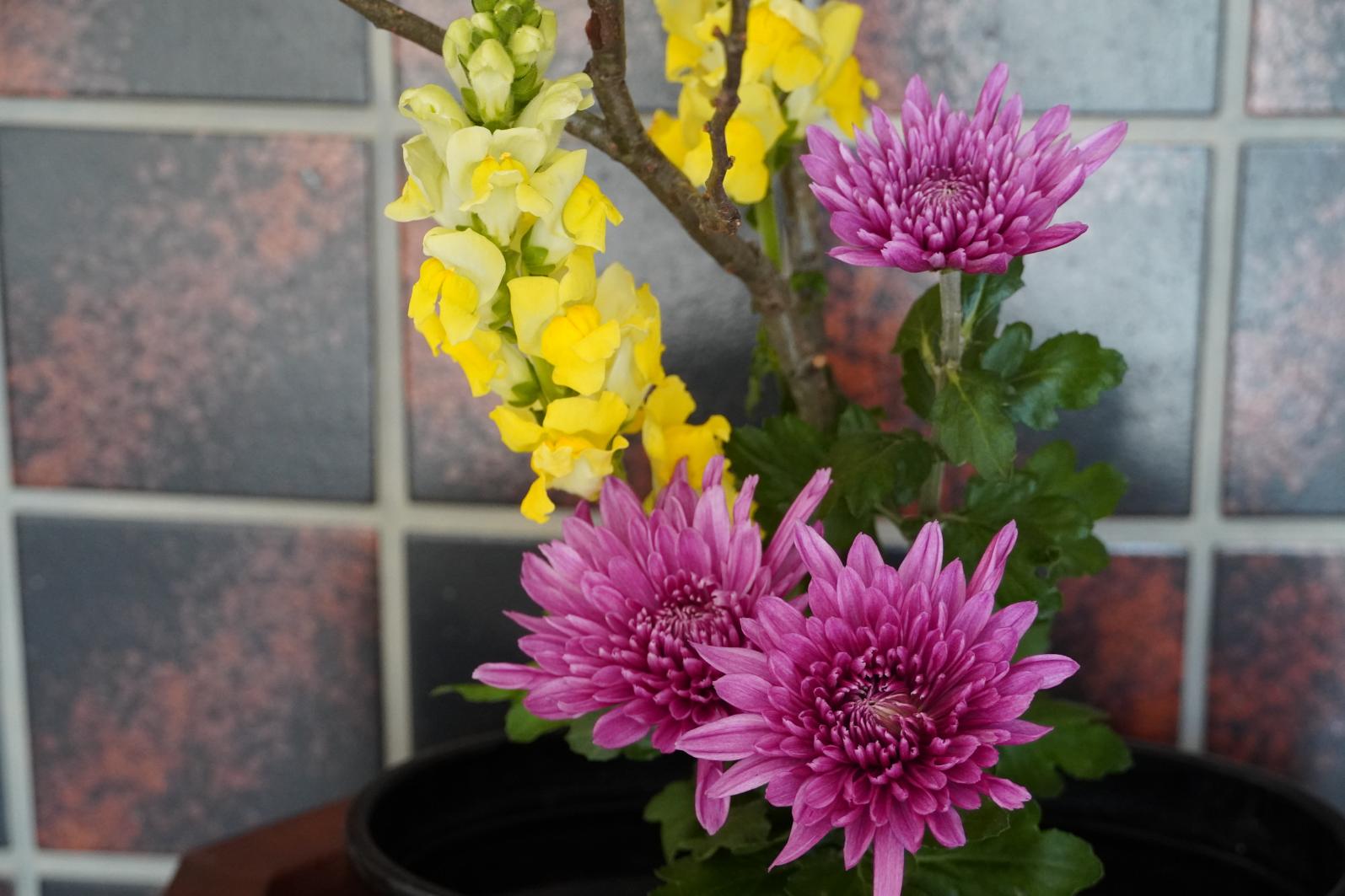 DSC01653 DSC01653