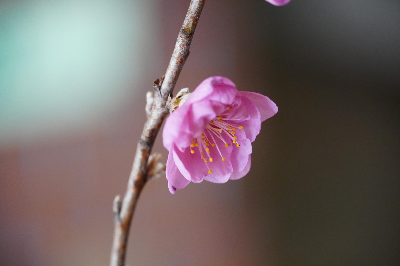 DSC02585 DSC02585