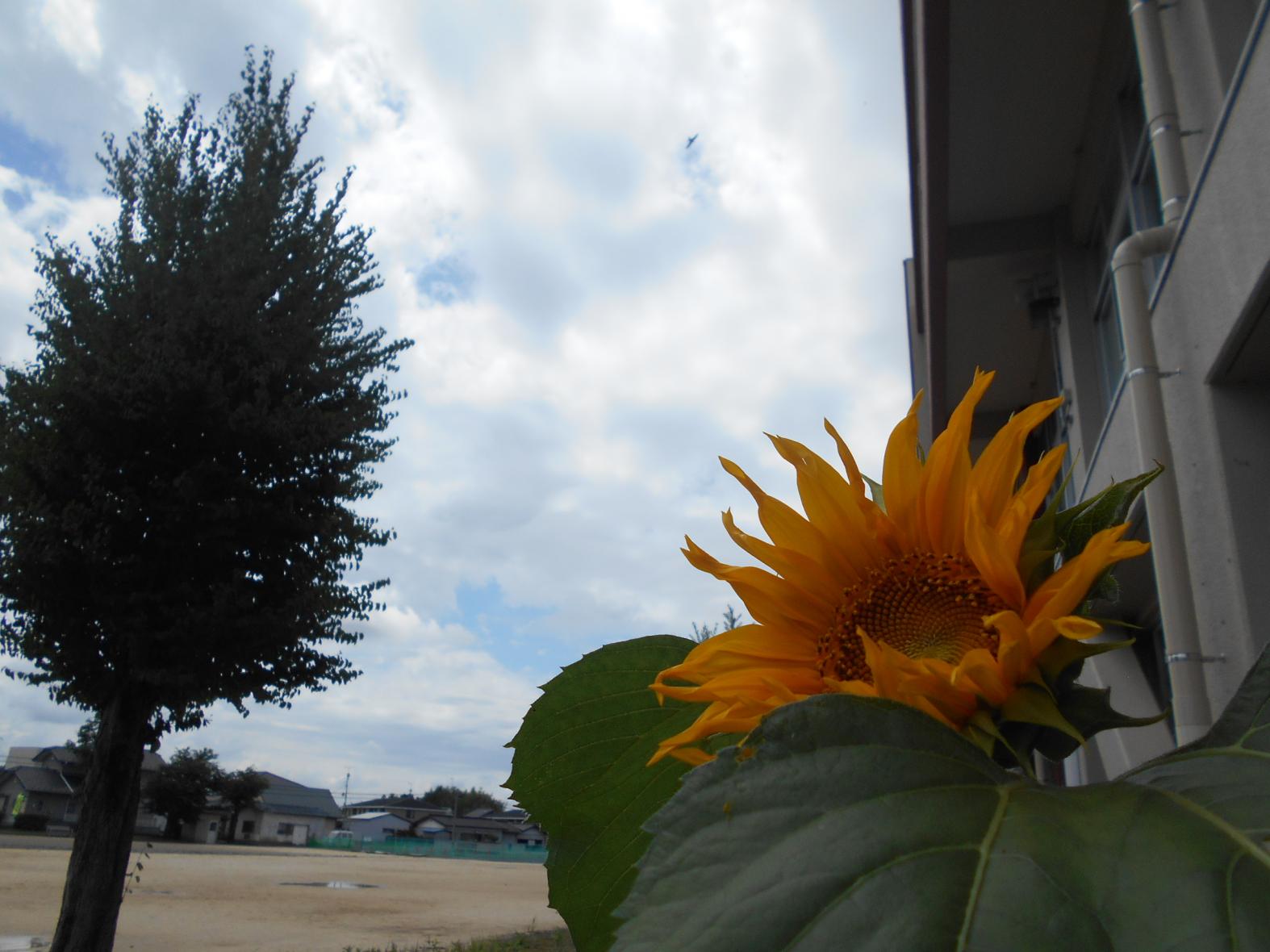 DSCN7399 DSCN7399