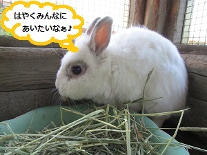うさぎ