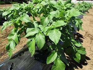 IMG_1416 IMG_1416