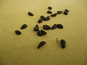 IMG_1417 IMG_1417