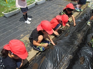 IMG_4781 IMG_4781