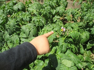 IMG_3545 IMG_3545